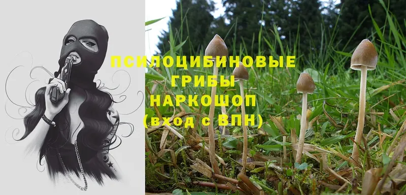 Галлюциногенные грибы Psilocybe  Приволжск 